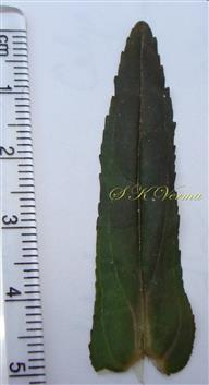  Leaf